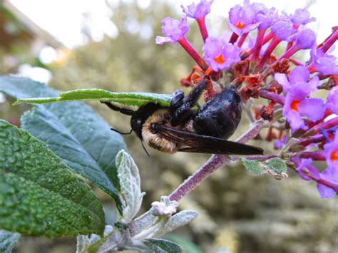 Capital Naturalist by Alonso Abugattas: Carpenter Bees