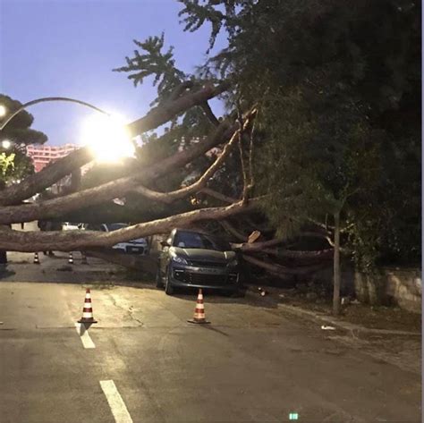 Roma albero cade all Axa e distrugge un auto è allarme