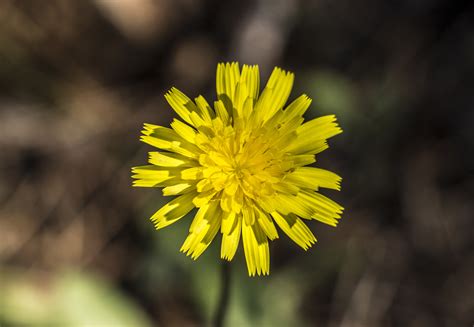 Free Images Nature Blossom Dandelion Sunlight Flower Purple