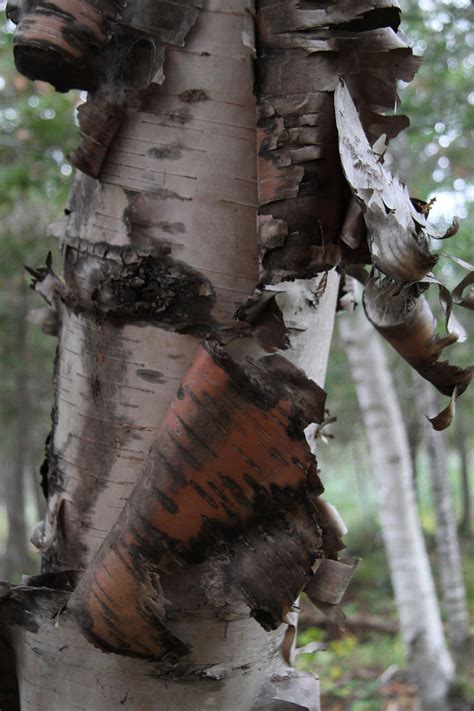 Birch Bark Tattoo Cover Up Cover Tattoo Old Tattoos Birch Bark