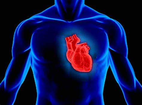 Top 10 Most Interesting Facts About Human Heart Topteny Magazine