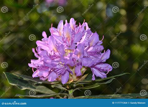 Purple Rhododendron in Bloom Stock Photo - Image of rhododendron ...