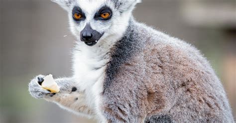 Photo Of A Lemur Eating · Free Stock Photo