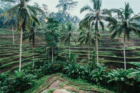 Rice Terraces Bali Royalty-Free Stock Photo