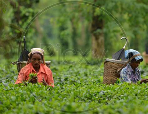 Image Of Tea Workers Plucking Tea Leafs In Assam Tea Plantations Gx944745 Picxy