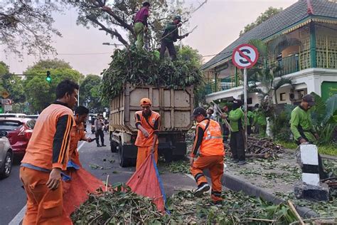 Foto Berita Foto Pohon Beringin Tumbang Di Depan Rumah Dinas Panglima