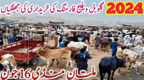 Multan Cow Mandi Fresh Video Latest Update Qurbani Season