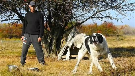 CUM L A FACUT GEORGE PE ZORRO SA FIE AGRESIV DISCUTII LA STANA LUI