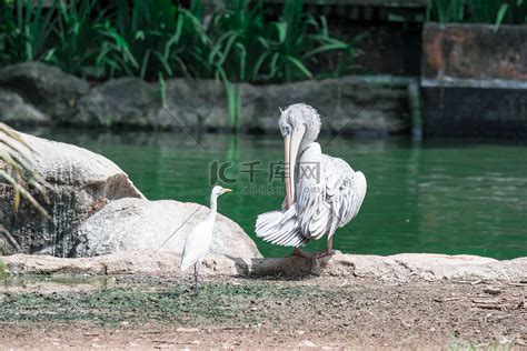 大白鹈鹕 Pelecanus onocrotalus 又名东部白鹈鹕玫瑰色鹈鹕或白鹈鹕高清摄影大图 千库网