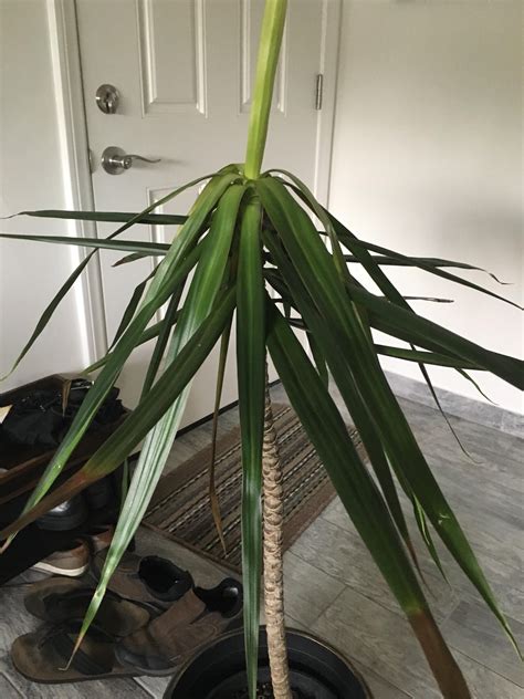 Dracaena Marginata Needs Help Leaves Are Drooping Tips Browning Soil