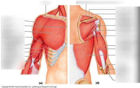 Chest Shoulder And Back Muscles Diagram Quizlet