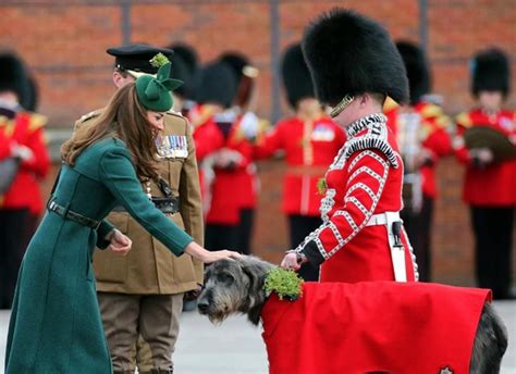 Photos de lévriers irlandais drôles et impressionnantes