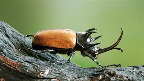 Largest Rhinoceros Beetle