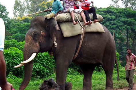 Dubare Elephant Camp Coorg