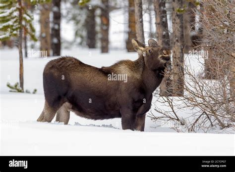 Moose Snow Hi Res Stock Photography And Images Alamy