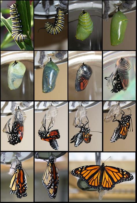 Monarch Butterfly Caterpillar Life Cycle