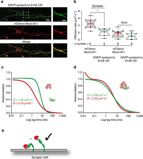 Munc Interacts With Syntaxin A In Varicosities Via The Syntaxin A