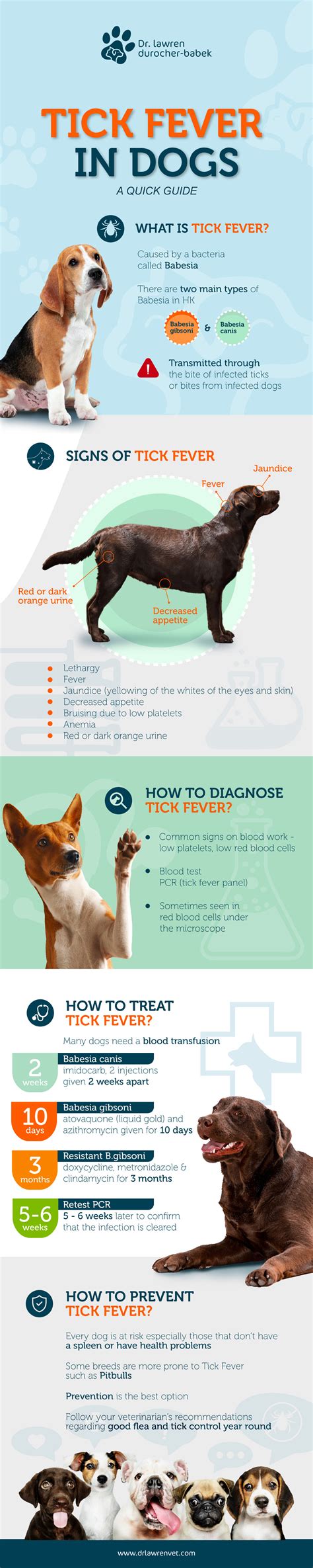 Tick Fever: A Quick Guide — Dr. Lawren Durocher Babek