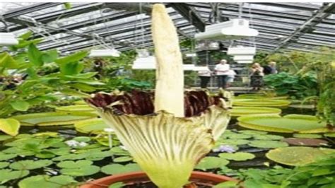 Know About Corpse Flower Who Takes Ten Years For Bloom And Smell Like