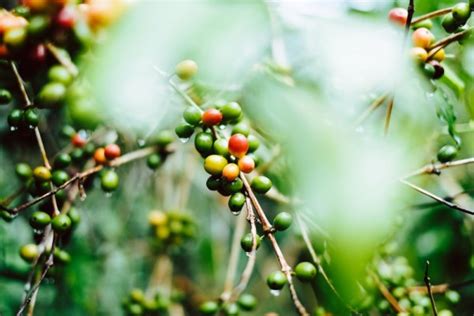 Kabupaten Sleman Kembangkan Tanaman Kopi Di Lereng Merapi