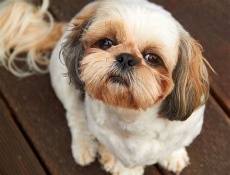 45 Full Grown Shih Tzu Yorkie Mix Black L2sanpiero