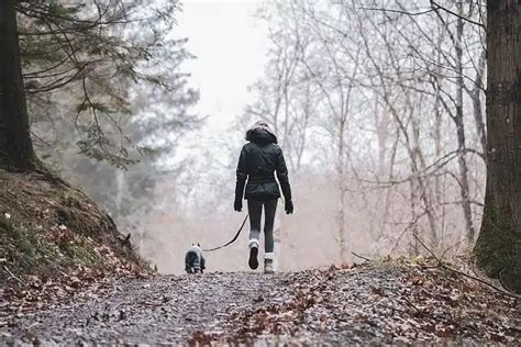 Discover the 22 Best Hiking Dogs for Your Outdoor Adventures