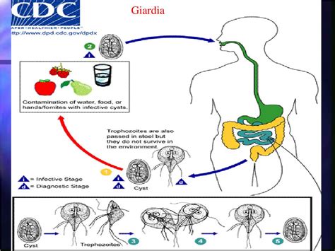 What Is Giardiasis In Humans Giardiasis In Humans A Comprehensive Guide