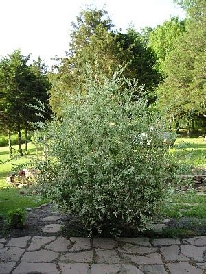 Japanese Dappled Willow Hakuro Nishiki Salix Integra It S A Fast