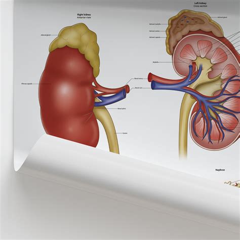 Label Kidney Diagram 2