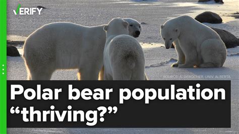 Misrepresented Data Used To Falsely Prove Polar Bears Thriving Youtube