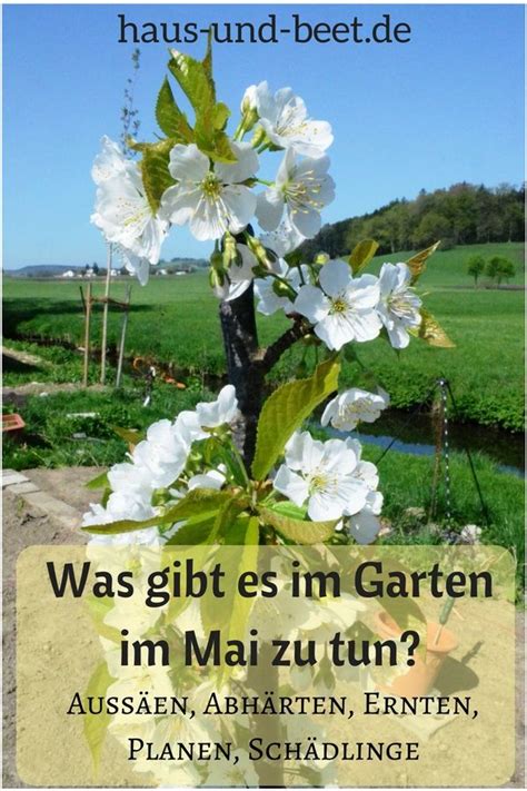 Was gibt es im Garten im Mai zu tun Nach den Eisheiligen dürfen