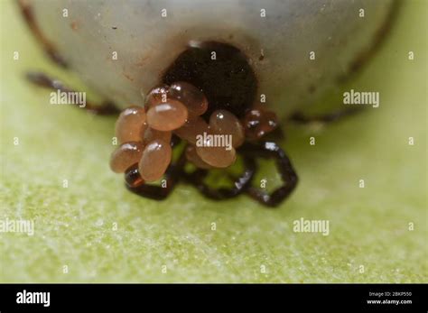 Dog Tick Egg Hi Res Stock Photography And Images Alamy