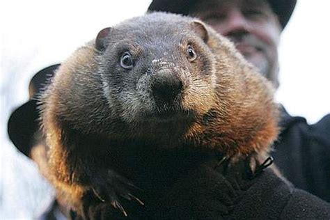 Punxsutawney Phil: Can You Let Me Know When The Groundhog Day Ceremony Is So I Can Put Some ...