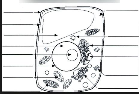 Plant Cell Diagram Functions Diagram Quizlet