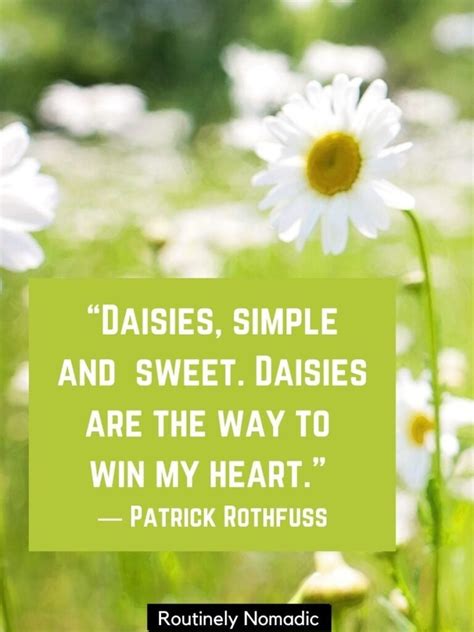 115 Daisy Quotes and Captions to Brighten Your Day - Routinely Shares