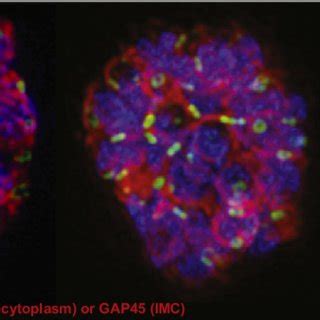 (PDF) K13, the Cytostome, and Artemisinin Resistance