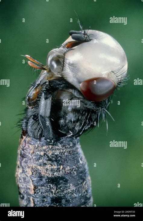 Housefly metamorphosis (third of four images). Macrophotograph of a ...