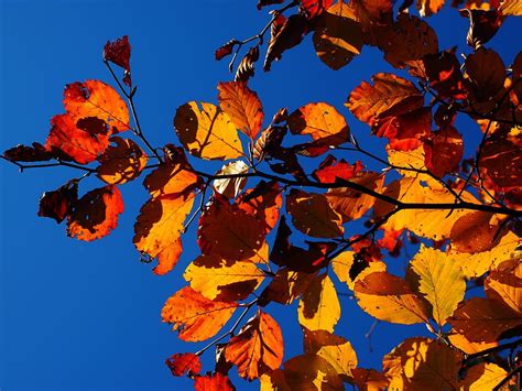 Leaves Fall Foliage Golden Fall Color Colorful Beech Leaves