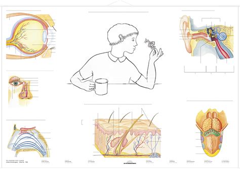 DUO Unsere Sinnesorgane Lernkarte Lerndino De