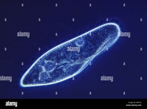 Paramecium Protozoa Light Micrograph Hi Res Stock Photography And