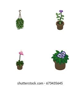 Isometric Houseplant Set Flower Flowerpot Blossom Stock Vector Royalty