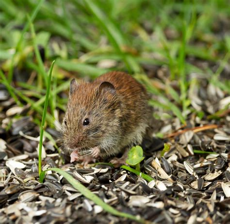 9 Ways To Keep Mice And Rats Away From Bird Feeders Bird Watching Hq