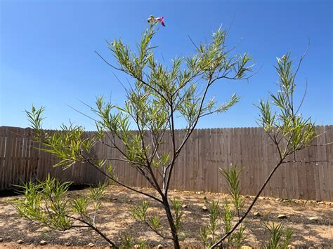 Desert Willow Tree – Rewilding My Lot