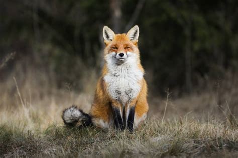 Resting Fox Free Nature Stock