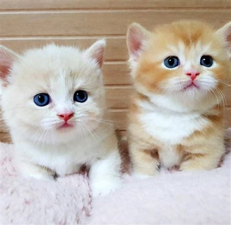 Bichos Mais Fofos Do Mundo - 10