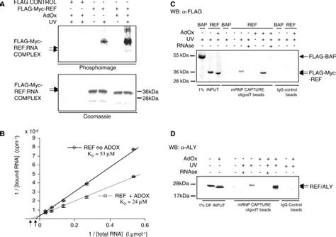 Arginine Methylation Decreases The Mrna Binding Activity Of Ref And