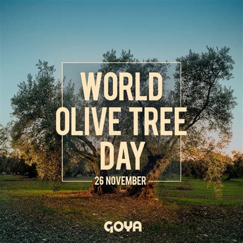 World Olive Tree Day 2022 Goya Olive Oils