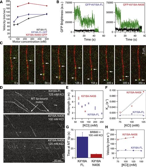 A Tethering Mechanism Controls The Processivity And Kinetochore