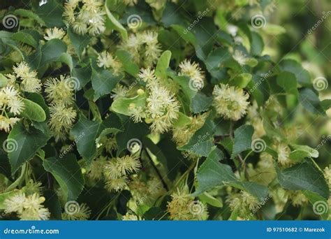 Blossom Of Linden Tree Stock Photo Image Of Leaves Green 97510682