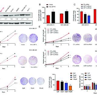 USP14 Promotes The Proliferation Of Breast Cancer Cells A The Protein